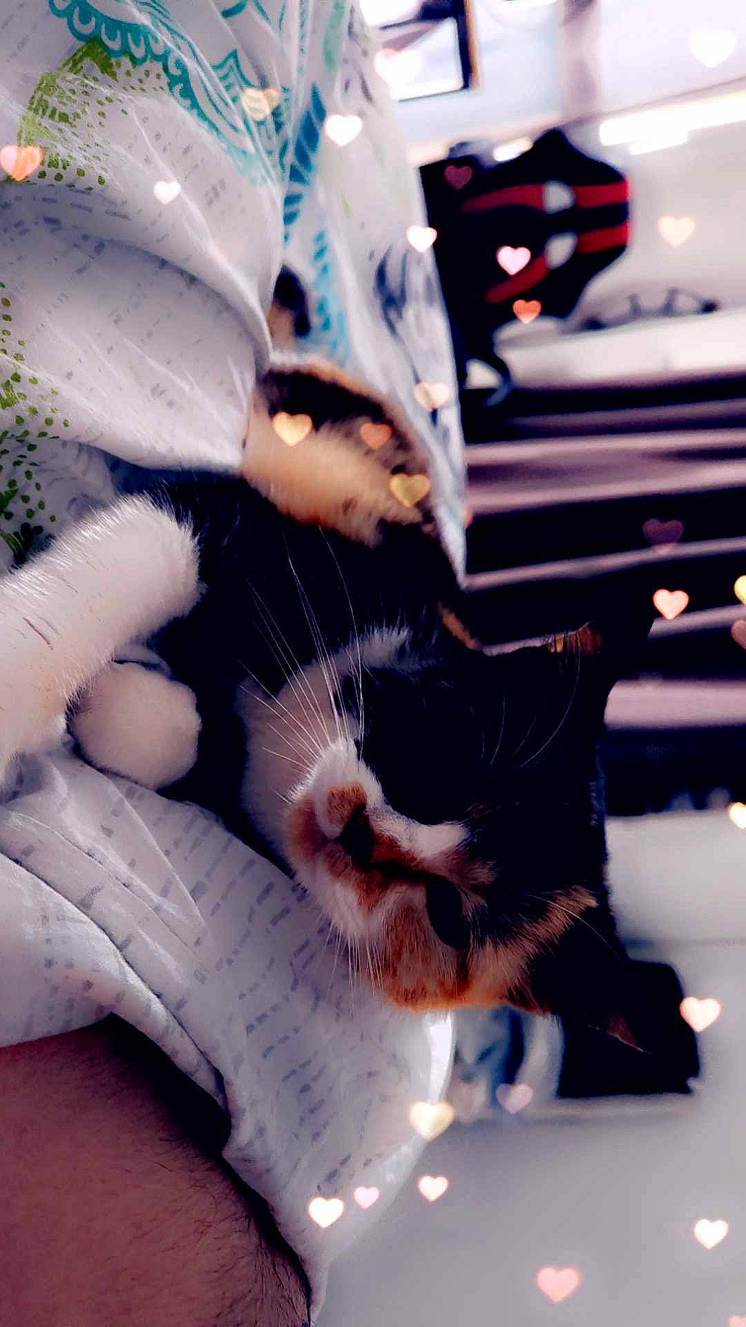 Chipie a rejoint le concours — aidez-le/la à gagner de superbes lots ! carnivore, cat, comfort, companion_dog, domestic_short_haired_cat, felidae, foot, gesture, human_leg, lap, leg, linens, mammal, paw, small_to_medium_sized_cats, snout, tail, textile, vertebrate, whiskers