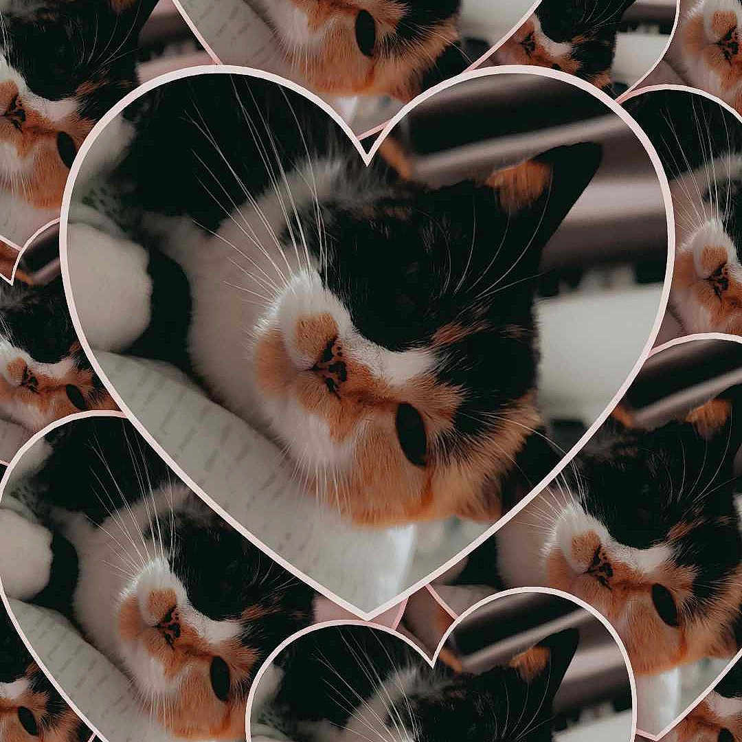 Chipie a rejoint le concours — aidez-le/la à gagner de superbes lots ! art, carnivore, cat, circle, close_up, collage, ear, eyelash, fashion_accessory, fawn, felidae, fur, organism, pattern, photograph, small_to_medium_sized_cats, snapshot, snout, tail, whiskers