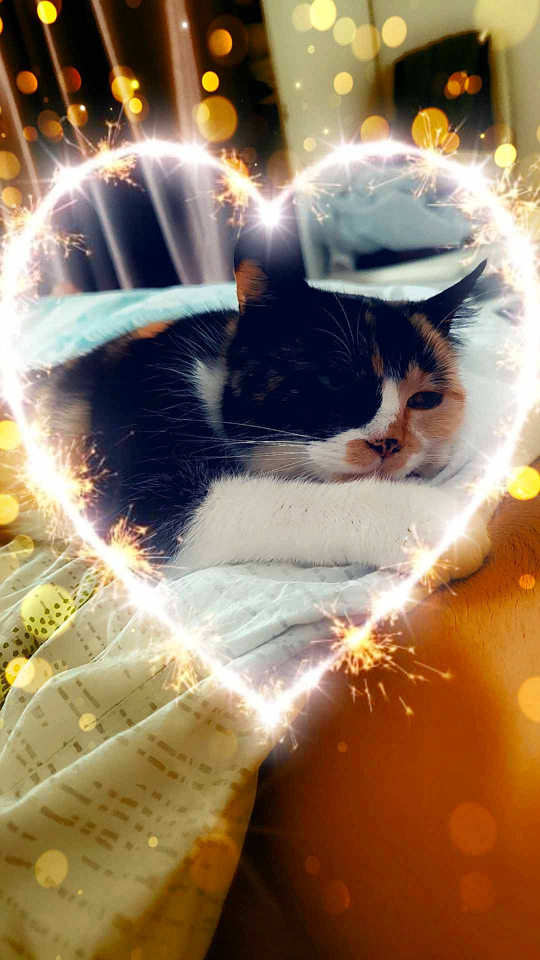 Chipie participe au concours pour gagner de l'argent avec cette photo : art, carnivore, cat, darkness, domestic_short_haired_cat, event, felidae, fur, gesture, grass, happy, light, love, reflection, sky, small_to_medium_sized_cats, snout, tail, tree, whiskers