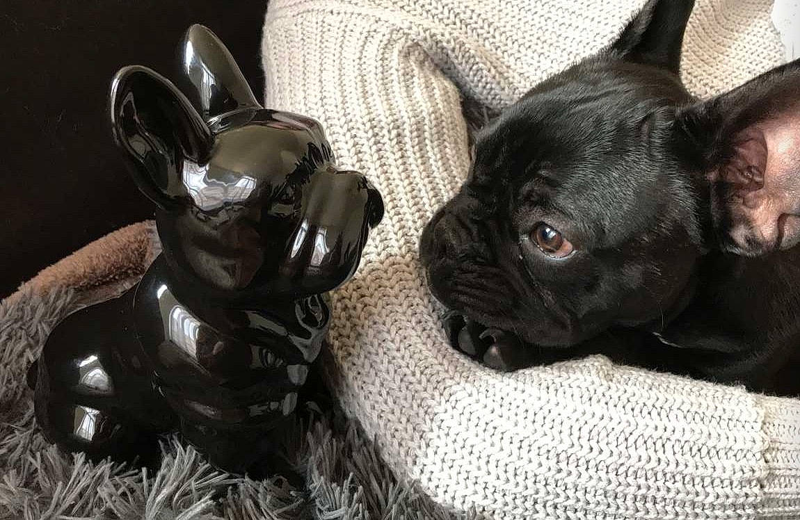 Charlie a rejoint le concours — aidez-le/la à gagner de superbes lots ! bulldog, canidae, carnivore, companion_dog, dog, dog_breed, fawn, french_bulldog, mammal, non_sporting_group, puppy, snout, toy_bulldog, vertebrate