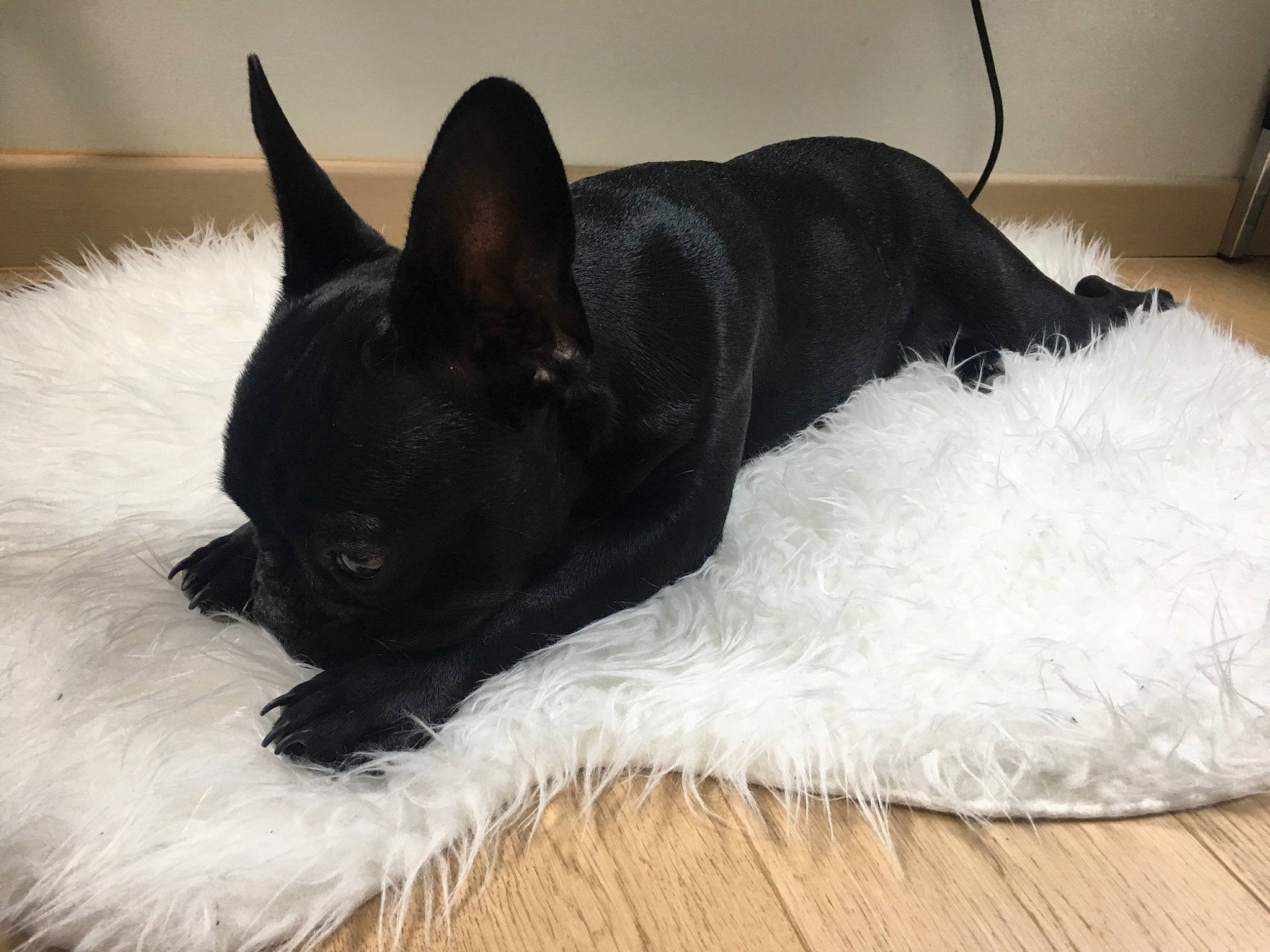 Charlie participe au concours pour gagner de l'argent avec cette photo : bed, bedding, black, boston_terrier, canidae, carnivore, companion_dog, dog, dog_breed, ear, fawn, french_bulldog, fur, linens, mammal, nap, non_sporting_group, pillow, puppy, snout
