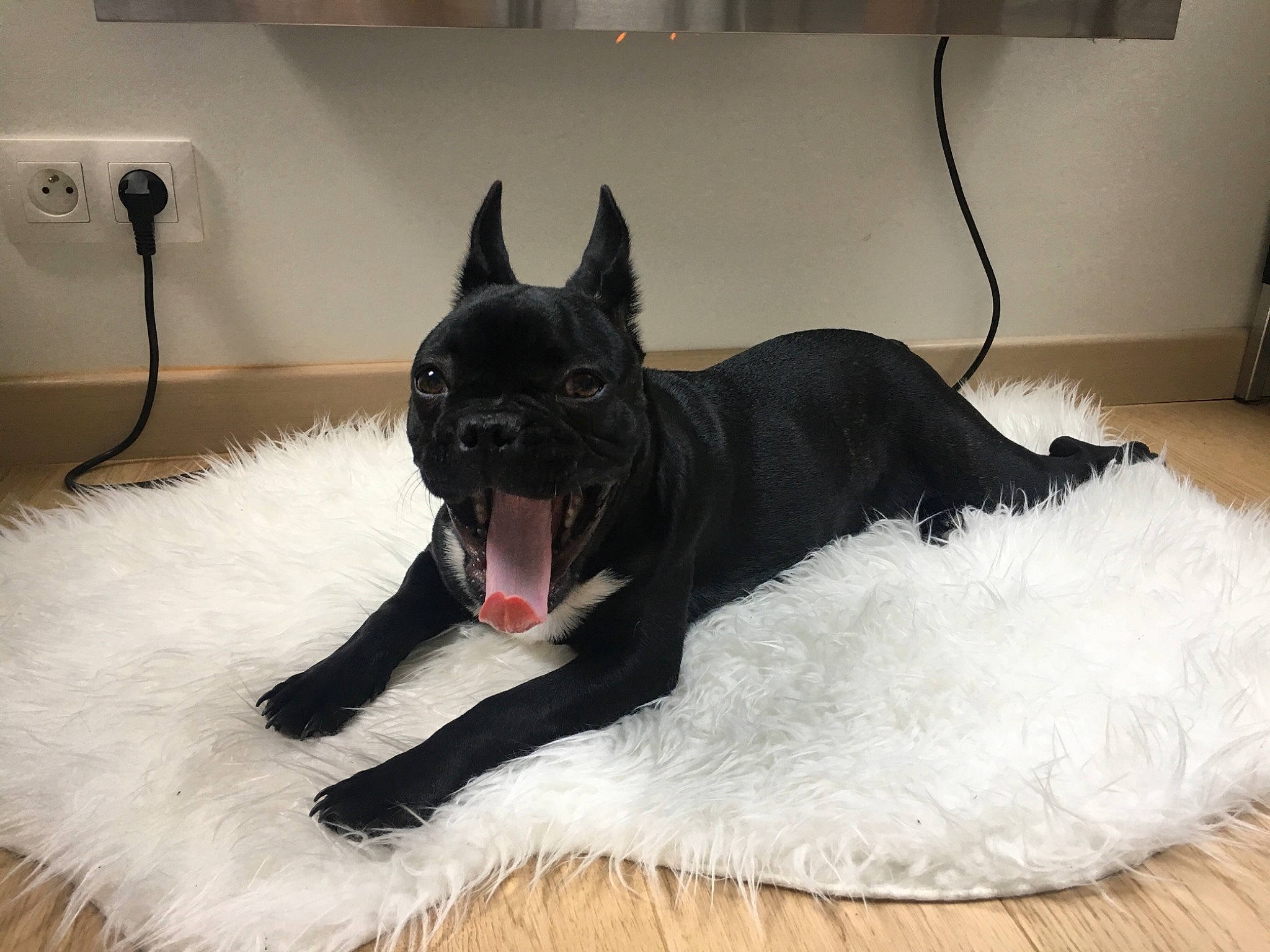 Charlie participe au concours pour gagner de l'argent avec cette photo : black, canidae, carnivore, companion_dog, dog, dog_breed, dog_collar, ear, fawn, french_bulldog, fur, mammal, non_sporting_group, puppy, snout, tail, whiskers