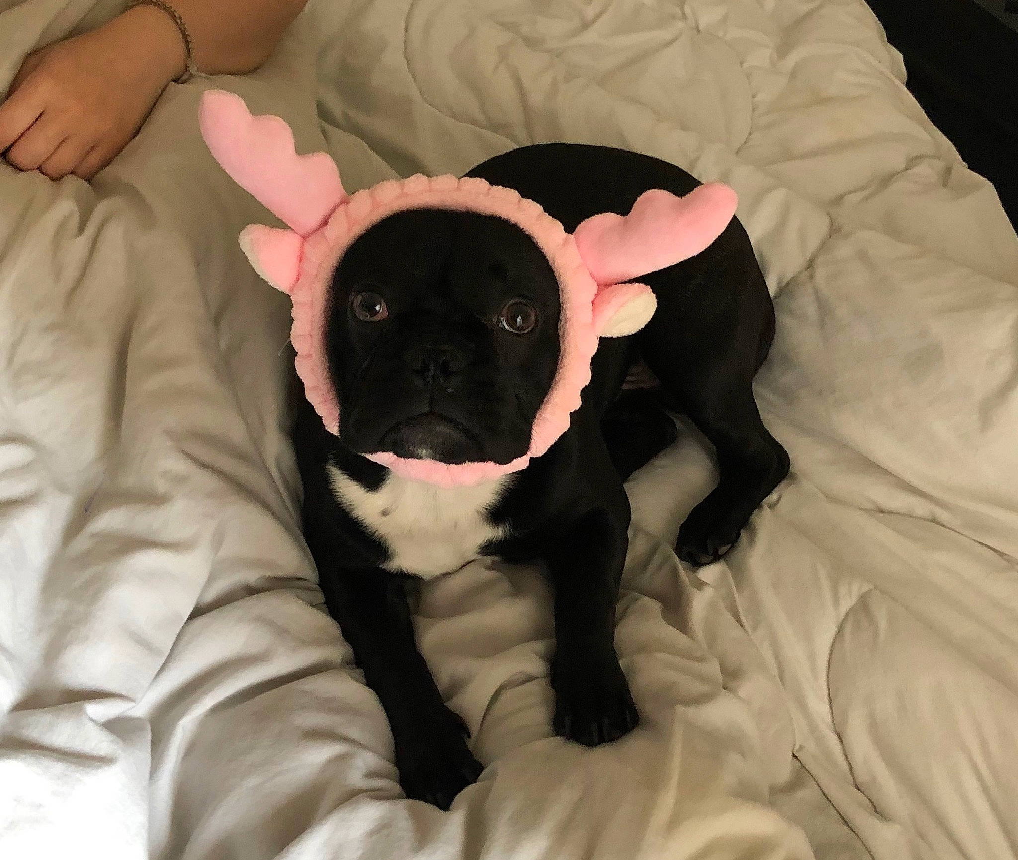 Charlie a rejoint le concours — aidez-le/la à gagner de superbes lots ! canidae, carnivore, companion_dog, dog, dog_breed, ear, fawn, french_bulldog, mammal, non_sporting_group, paw, puppy, puppy_love, snout, sporting_group, vertebrate