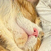 Stormie joined the competition — help win amazing prizes! cat, sleeping, close_up, fur, whiskers, pink_nose, cozy, blanket, pet, animal, soft, relaxed, resting, cute, domestic_cat, mammal, indoor, comfort, peaceful, feline