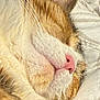 cat, sleeping, close_up, fur, whiskers, pink_nose, cozy, blanket, pet, animal, soft, relaxed, resting, cute, domestic_cat, mammal, indoor, comfort, peaceful, feline