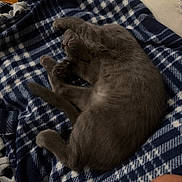 Obi-Wan is registered to the contest to win money with this photo: cat, sleeping, curled_up, gray_fur, pet, animal, blanket, cozy, indoors, relaxed, resting, fluffy, feline, tail, paws, whiskers, soft_texture, home, couch, portrait