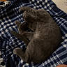 cat, sleeping, curled_up, gray_fur, pet, animal, blanket, cozy, indoors, relaxed, resting, fluffy, feline, tail, paws, whiskers, soft_texture, home, couch, portrait
