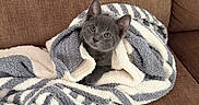 Obi-Wan is registered to the contest to win money with this photo: cat, kitten, gray_cat, blanket, striped_blanket, couch, indoor, pet, animal, portrait, sitting, wrapped, fluffy, ears, eyes, whiskers, cozy, cute, home, photography