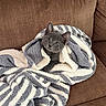 cat, kitten, gray_cat, blanket, striped_blanket, couch, indoor, pet, animal, portrait, sitting, wrapped, fluffy, ears, eyes, whiskers, cozy, cute, home, photography