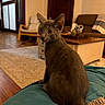 Obi-Wan joined the competition — help win amazing prizes! cat, gray_cat, kitten, animal, pet, sitting, indoors, living_room, blanket, teal_blanket, furniture, sofa, coffee_table, panda_toy, cactus, wood_floor, rug, portrait, looking_at_camera, cozy