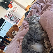 Aïna a rejoint le concours — aidez-le/la à gagner de superbes lots ! cat, sleeping, gray_tabby, blanket, pink, teddy_bear, stuffed_animal, indoor, cozy, relaxation, furniture, floor, wooden_floor, couch, soft_texture, resting, pet, cute, domestic_animal, home