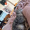 cat, sleeping, gray_tabby, blanket, pink, teddy_bear, stuffed_animal, indoor, cozy, relaxation, furniture, floor, wooden_floor, couch, soft_texture, resting, pet, cute, domestic_animal, home