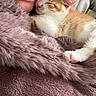 cat, kitten, ginger_cat, white_cat, sleeping, cuddling, person, face, nose, whiskers, paw, fur, fluffy_blanket, pink_blanket, cozy, indoors, close_up, pet, adorable, relaxing