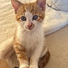 Crunchy joined the competition — help win amazing prizes! kitten, cat, orange_and_white, pet, animal, sitting, portrait, close_up, wide_eyed, whiskers, ears, paws, fur, indoor, couch, cushion, blanket, checkered_pattern, cozy, cute