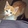 Crunchy joined the competition — help win amazing prizes! cat, kitten, orange_cat, white_fur, tabby, animal, pet, feline, blue_eyes, whiskers, ears, fluffy_fur, curious, cute, indoor, portrait, close_up, sitting, clothing, denim