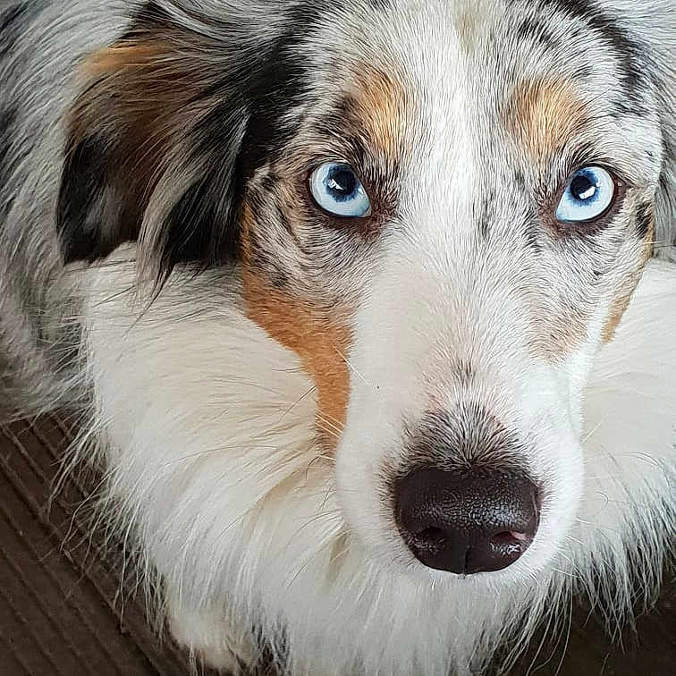 Naïma participe au concours pour gagner de l'argent avec cette photo : australian_collie, australian_shepherd, canidae, carnivore, companion_dog, dog, dog_breed, eye, fur, herding_dog, mammal, nose, rare_breed_dog, scotch_collie, snout, sporting_group, vertebrate, welsh_sheepdog, whiskers, working_dog