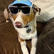 Rusty is registered to the contest to win money with this photo: accessory, blue_cap, brown_couch, brown_fur, canine, carpet, collar, cool, dog, fur, hat, indoor, living_room, nose, paws, pet, portrait, relaxed, sunglasses, white_fur
