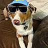 accessory, blue_cap, brown_couch, brown_fur, canine, carpet, collar, cool, dog, fur, hat, indoor, living_room, nose, paws, pet, portrait, relaxed, sunglasses, white_fur