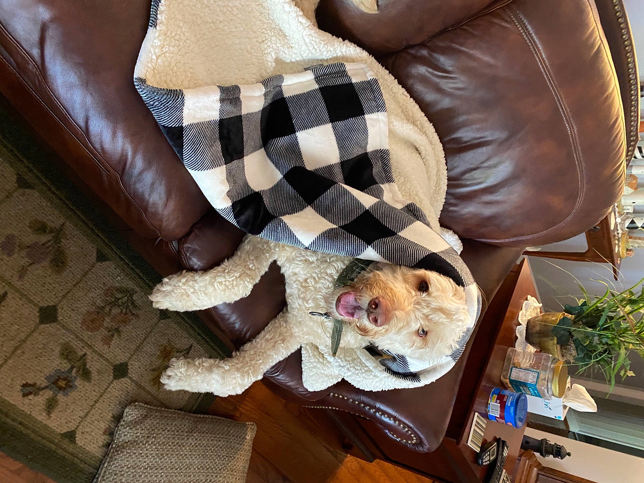 Bray joined the competition — help win amazing prizes! armrest, carnivore, comfort, companion_dog, couch, dog, dog_breed, dog_supply, flooring, flowerpot, fur, houseplant, human_leg, living_room, pattern, pillow, plant, room, studio_couch, wood