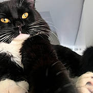 River joined the competition — help win amazing prizes! animal, black_and_white, cat, close_up, curious, cute, domestic_cat, feline, fur, household, indoor, mammal, paw, pet, playful, portrait, soft_background, tuxedo_cat, whiskers, yellow_eyes