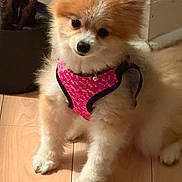Nala Peairs is registered to the contest to win money with this photo: adorable, animal, canine, companion, cute, dog, domestic_animal, floor, fluffy, fur, harness, head_tilt, home, indoor, pet, pink, pomeranian, sitting, small_dog, wooden_floor