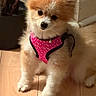 adorable, animal, canine, companion, cute, dog, domestic_animal, floor, fluffy, fur, harness, head_tilt, home, indoor, pet, pink, pomeranian, sitting, small_dog, wooden_floor