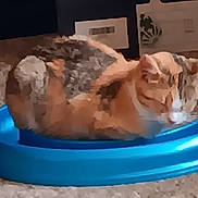 Candy joined the competition — help win amazing prizes! animal, background, blue_toy, box, brown, carpet, cat, cozy, cute, domestic, feline, floor, indoor, orange, pet, resting, sleeping, tabby, toy, white