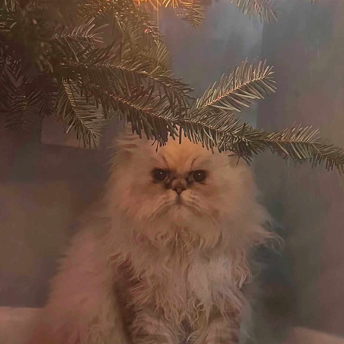 Hank joined the competition — help win amazing prizes! angora, animal, canine, cat, christmas, christmasdecorations, christmastree, christmastreeornaments, festival, kitten, pet