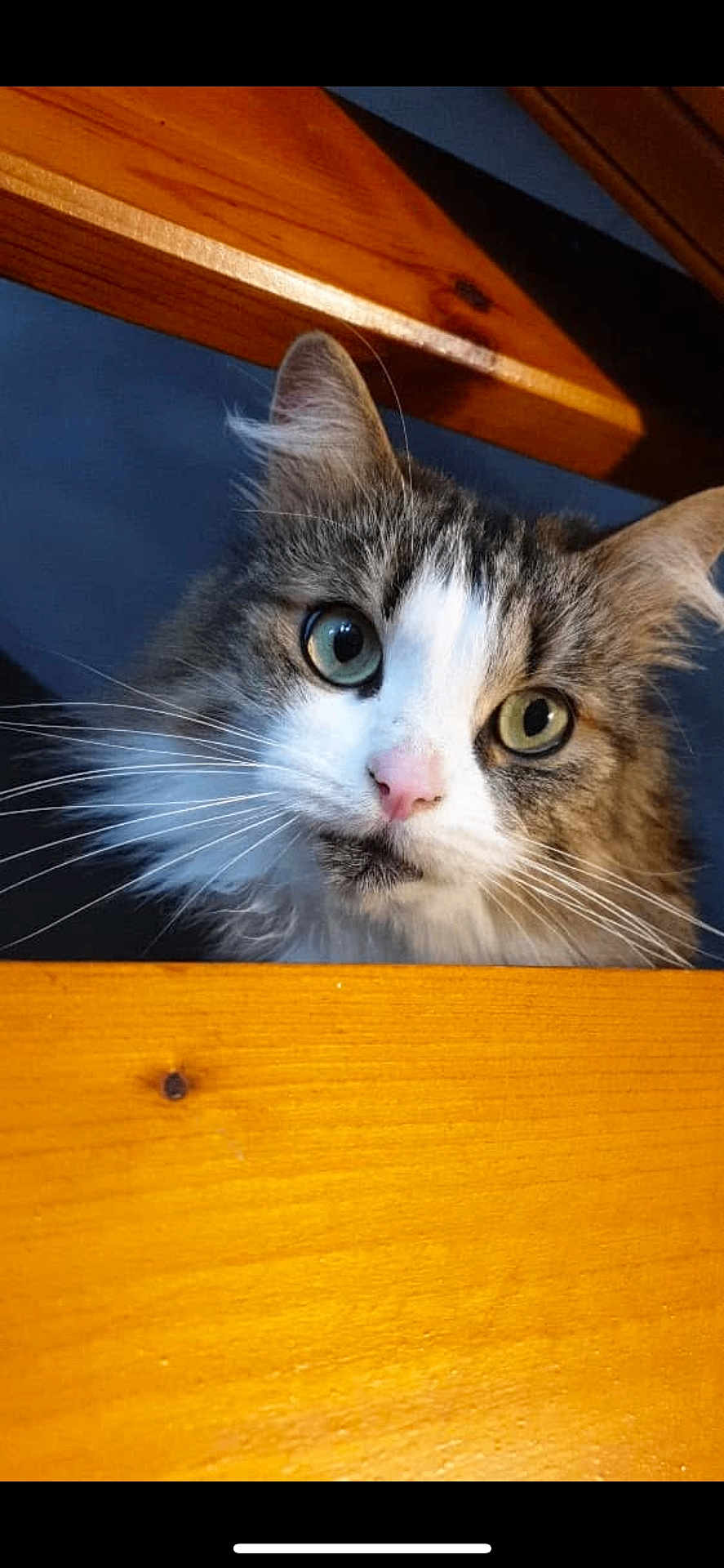 Lalo a rejoint le concours — aidez-le/la à gagner de superbes lots ! cat, animal, pet, whiskers, curious, wooden_surface, ears, eyes, portrait, feline, closeup, indoor, face, fur, tabby_cat, nose, looking, head, domestic, muzzle