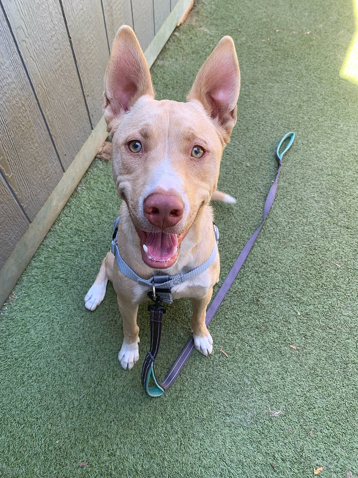 Yogi is registered to the contest to win money with this photo: canidae, carnivore, collar, companion_dog, dog, dog_breed, dog_collar, dog_supply, fawn, grass, jaw, non_sporting_group, paw, snout, sporting_group, tail, terrestrial_animal, whiskers, working_animal