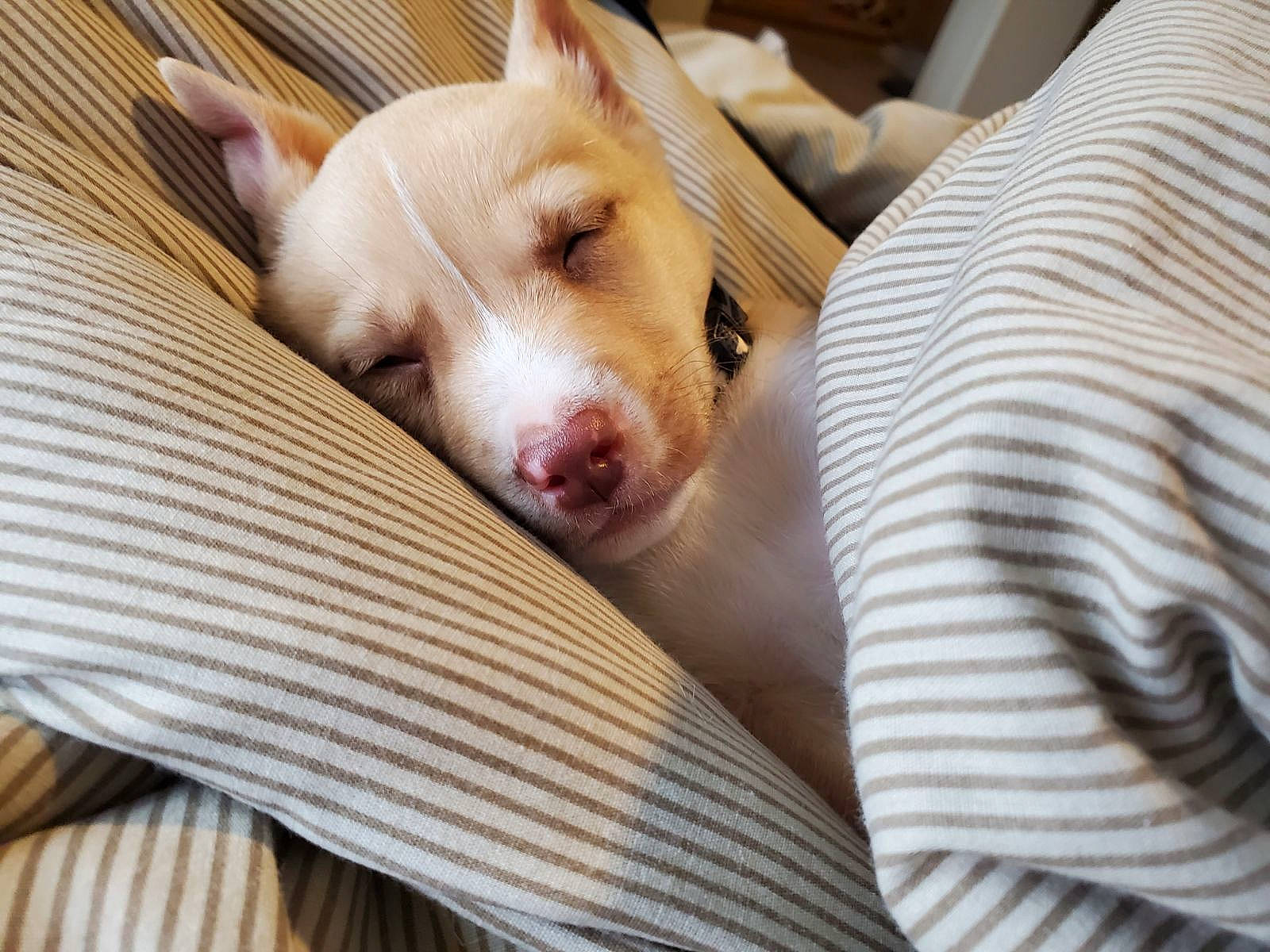 Yogi joined the competition — help win amazing prizes! canidae, carnivore, comfort, companion_dog, couch, dog, dog_breed, ear, fawn, fur, linens, nap, non_sporting_group, paw, sleep, sporting_group, terrestrial_animal, toy_dog, whiskers, working_animal