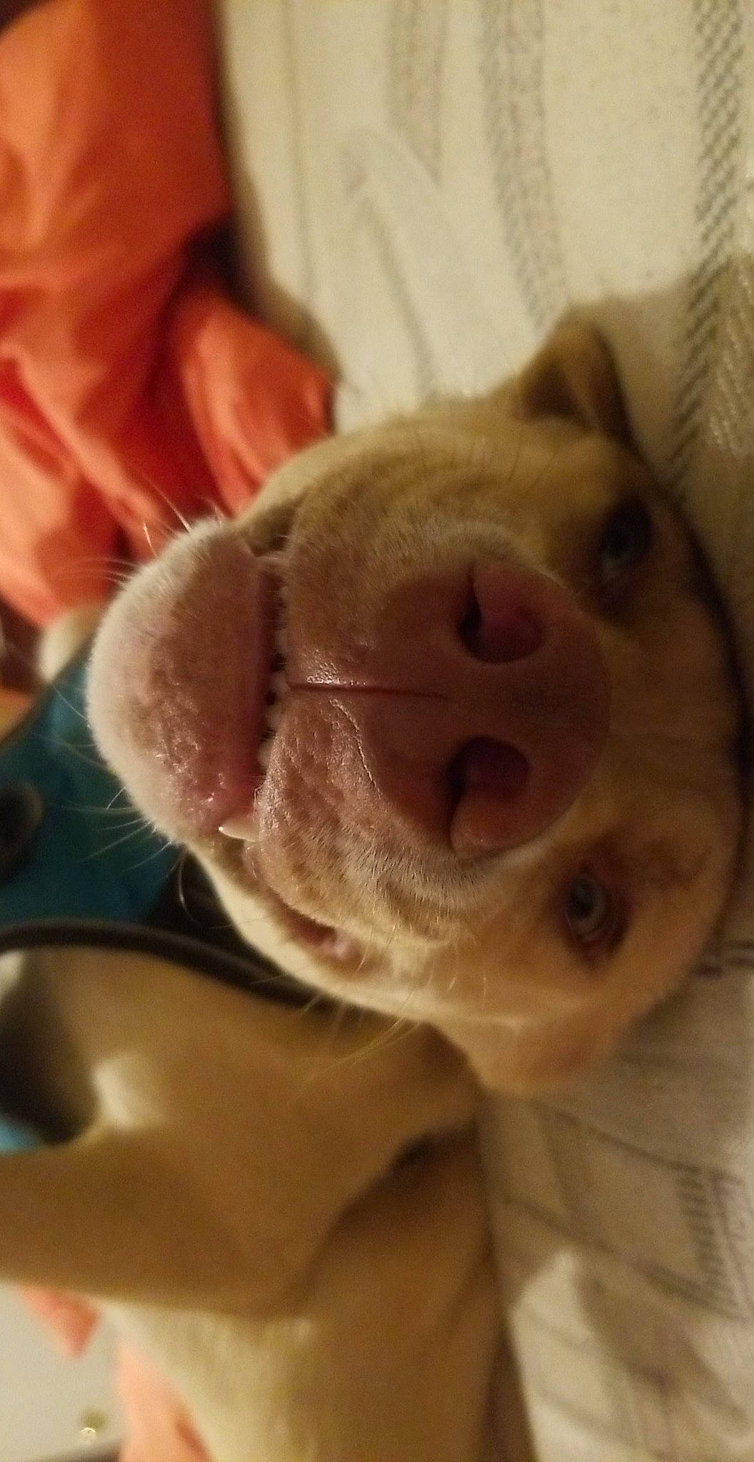 Yogi joined the competition — help win amazing prizes! canidae, carnivore, comfort, companion_dog, dog, dog_breed, ear, fawn, fur, labrador_retriever, liver, non_sporting_group, selfie, small_to_medium_sized_cats, sporting_group, stuffed_toy, toy_dog, whiskers, working_animal, wrinkle