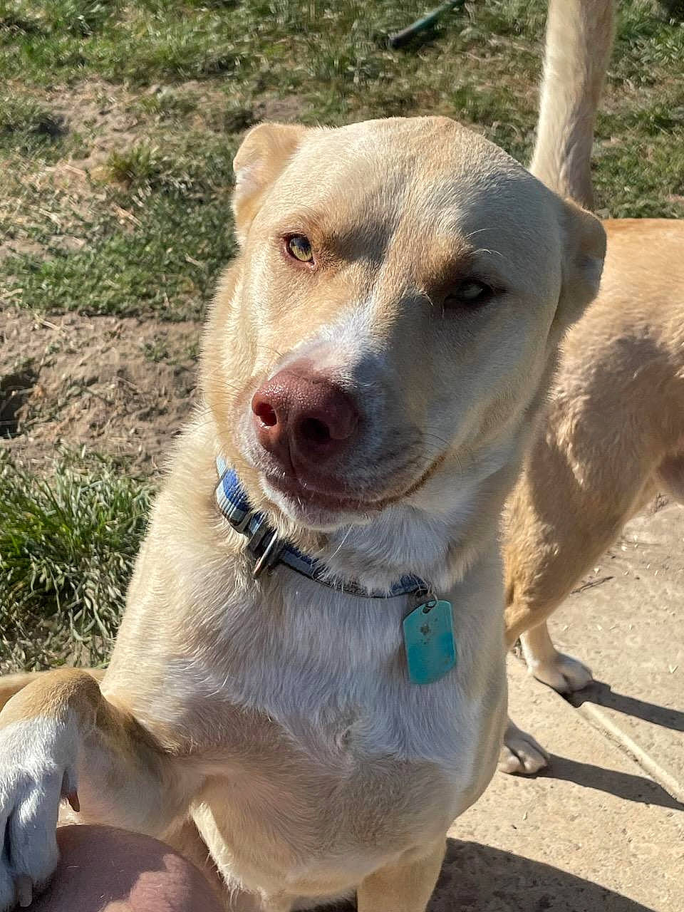 Yogi joined the competition — help win amazing prizes! canidae, carnivore, collar, companion_dog, dog, dog_breed, dog_collar, fawn, hunting_dog, leash, pet_supply, snout, sporting_group, street_dog, whiskers, working_animal, working_dog