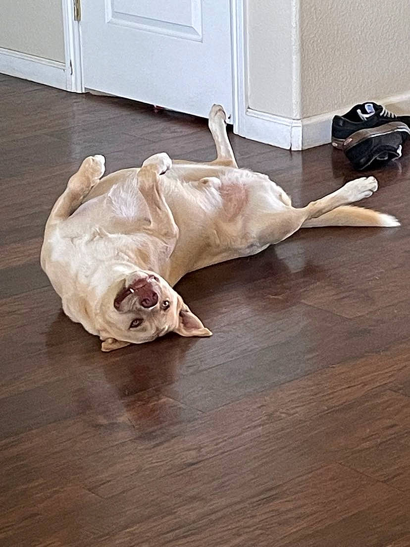 Yogi joined the competition — help win amazing prizes! carnivore, comfort, companion_dog, dog, dog_breed, fawn, floor, flooring, foot, fur, hardwood, laminate_flooring, linens, room, snout, sporting_group, tail, varnish, wood, wood_flooring