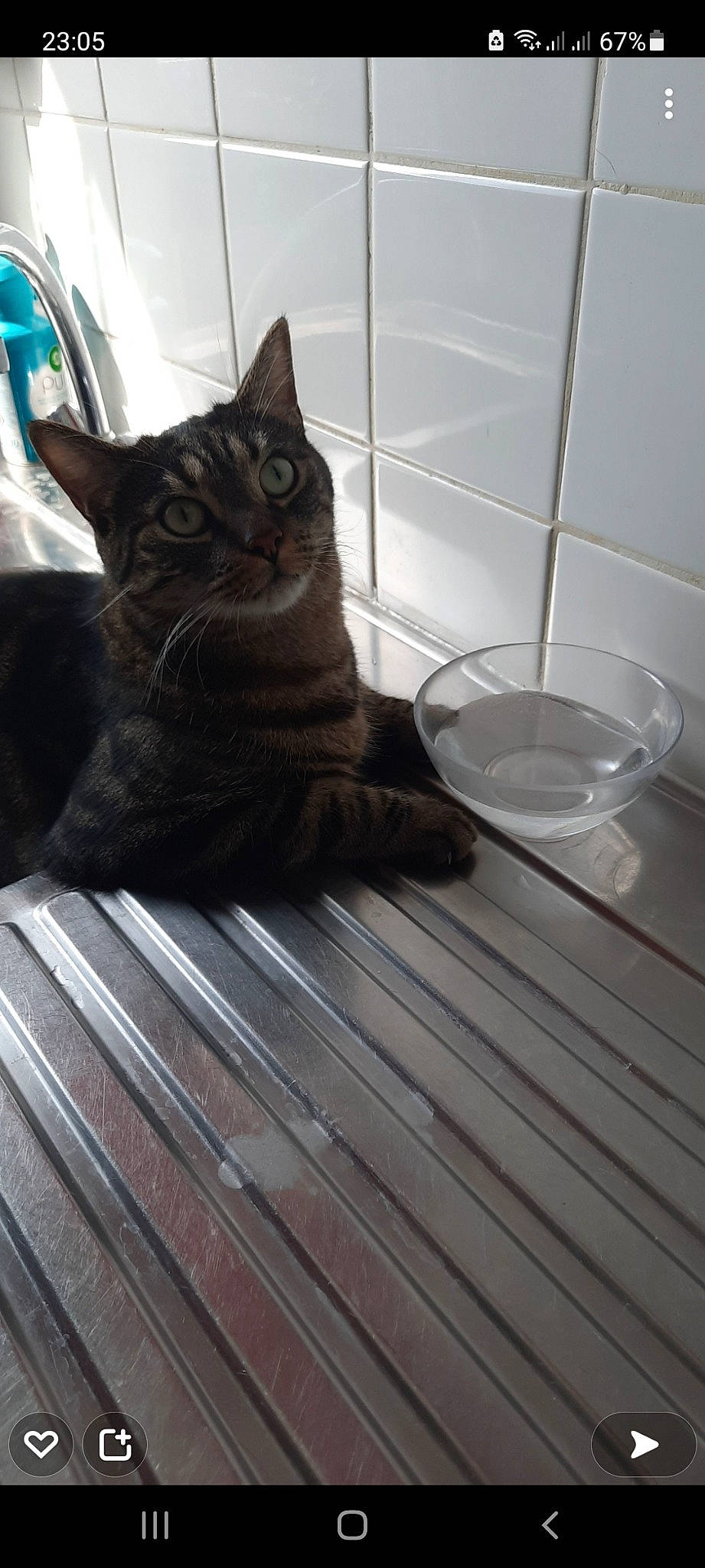 Nitro a rejoint le concours — aidez-le/la à gagner de superbes lots ! black_cat, carnivore, cat, comfort, domestic_short_haired_cat, drinkware, felidae, floor, flooring, fur, grey, hardwood, serveware, small_to_medium_sized_cats, snout, stairs, tail, whiskers, window, wood