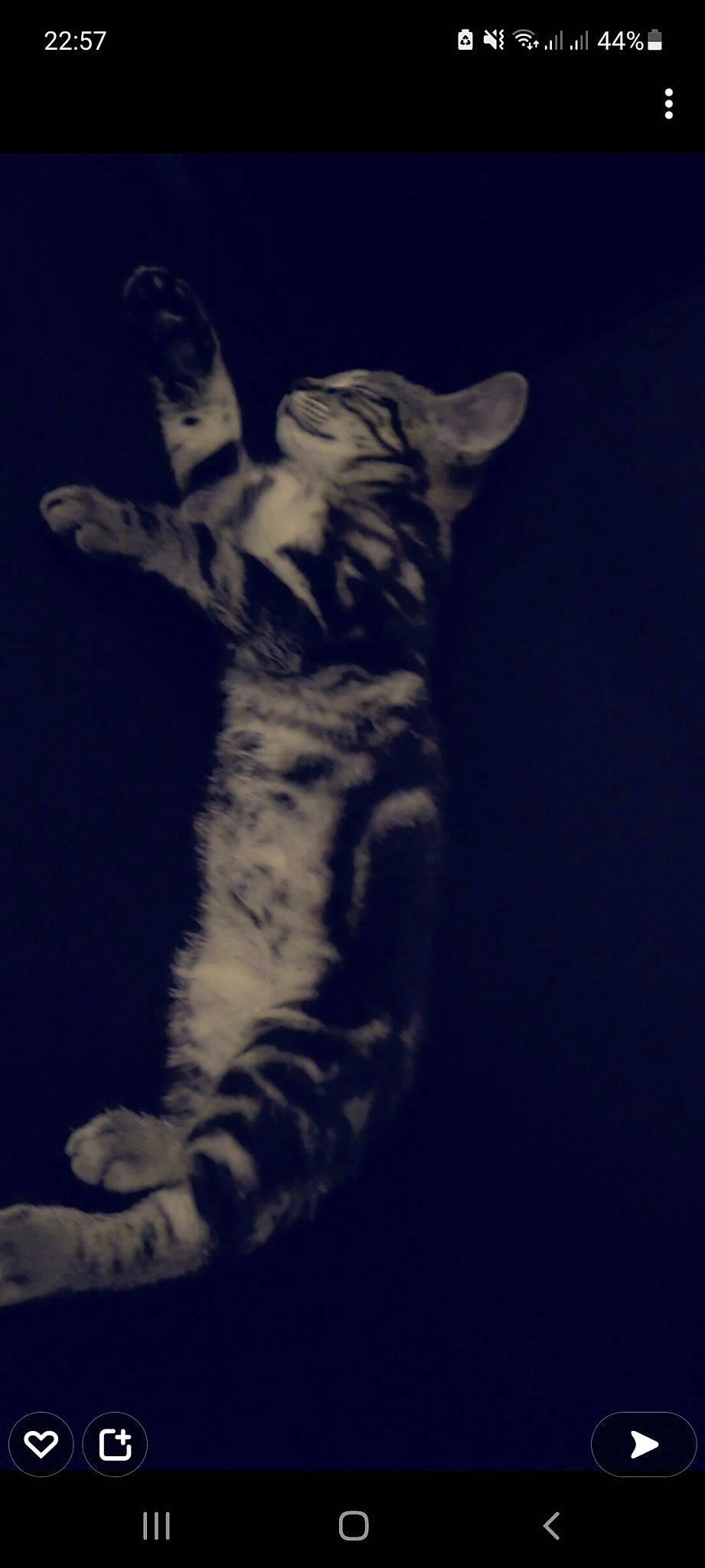 Nitro participe au concours pour gagner de l'argent avec cette photo : art, carnivore, cat, claw, darkness, domestic_short_haired_cat, electric_blue, felidae, foot, fur, gesture, monochrome_photography, paw, small_to_medium_sized_cats, snout, tail, terrestrial_animal, visual_arts, whiskers, wildlife