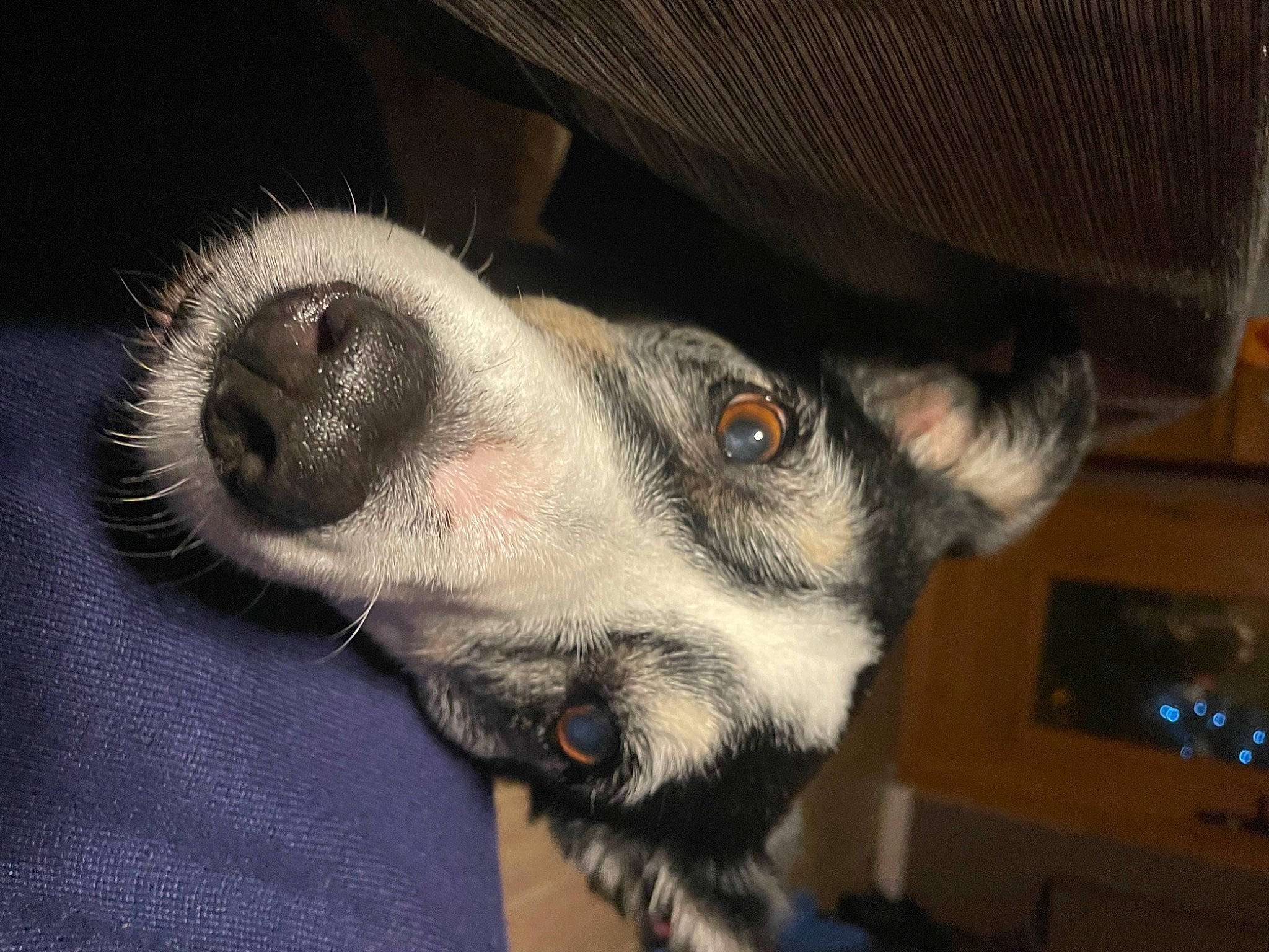 Hyona participe au concours pour gagner de l'argent avec cette photo : carnivore, comfort, companion_dog, dog, dog_breed, ear, fur, grey, paw, snout, sporting_group, terrestrial_animal, whiskers, working_animal