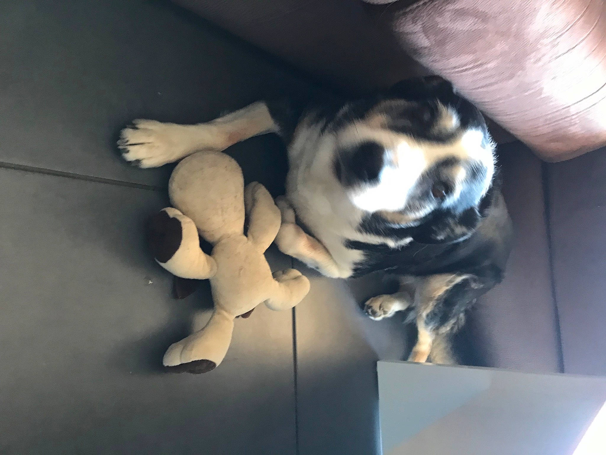 Hyona a rejoint le concours — aidez-le/la à gagner de superbes lots ! boston_terrier, canidae, carnivore, companion_dog, dog, dog_breed, fawn, felidae, finger, fur, hand, human_leg, nail, paw, small_to_medium_sized_cats, snout, sporting_group, tail, toy_dog, whiskers