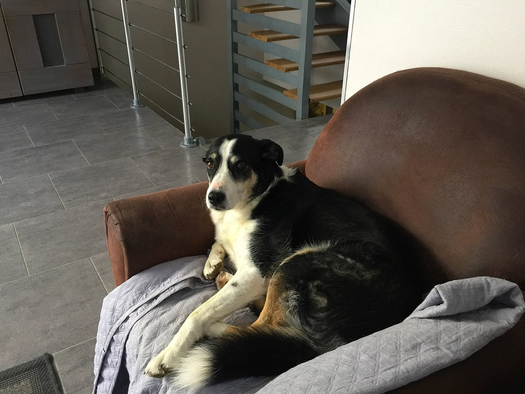 Hyona participe au concours pour gagner de l'argent avec cette photo : bored, cabinetry, canidae, carnivore, comfort, companion_dog, couch, dog, dog_breed, door, fawn, flooring, living_room, room, shelf, sitting, snout, sporting_group, wood, working_animal