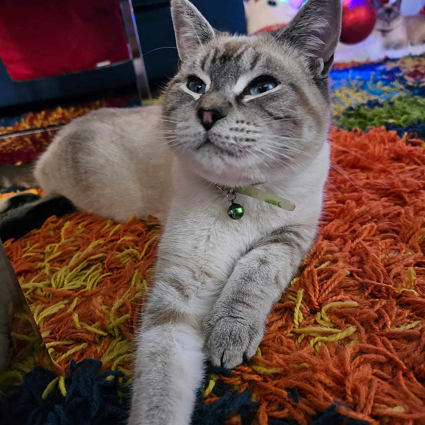 Fofucho joined the competition — help win amazing prizes! accessories, animal, cat, couch, face, furniture, head, indoors, jewelry, kitten, lighting, manx, necklace, person, pet, photography, plant, portrait, pottedplant, siamese