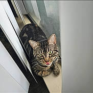Azul is registered to the contest to win money with this photo: animal, blinds, cat, close_up, curious, feline, green_eyes, house, indoor, mischievous, natural_light, paw, pet, playful, resting, striped_fur, tabby, tongue_out, whiskers, window