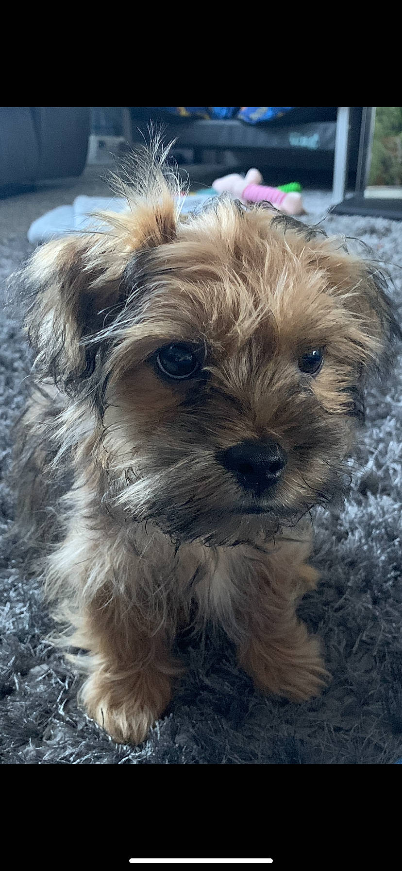 Woody joined the competition — help win amazing prizes! canidae, carnivore, chinese_imperial_dog, companion_dog, dog, dog_breed, dutch_smoushond, glen_of_imaal_terrier, maltepoo, mammal, morkie, norfolk_terrier, puppy, schnoodle, shih_tzu, small_terrier, sporting_lucas_terrier, terrier, vertebrate, yorkipoo