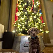 Boa is registered to the contest to win money with this photo: animal, background, bokeh, brown, christmas_tree, collar, curious, cute, decorations, dog, festive, holiday, indoor, lights, pet, puppy, sitting, warm, wooden_floor, young
