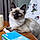 Buster