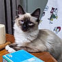 cat, siamese_cat, table, card_game, skyjo, pen, wooden_table, blanket, snoopy, indoor, furniture, curtain, relaxed, pet, animal, fluffy, cozy, blue, white, brown