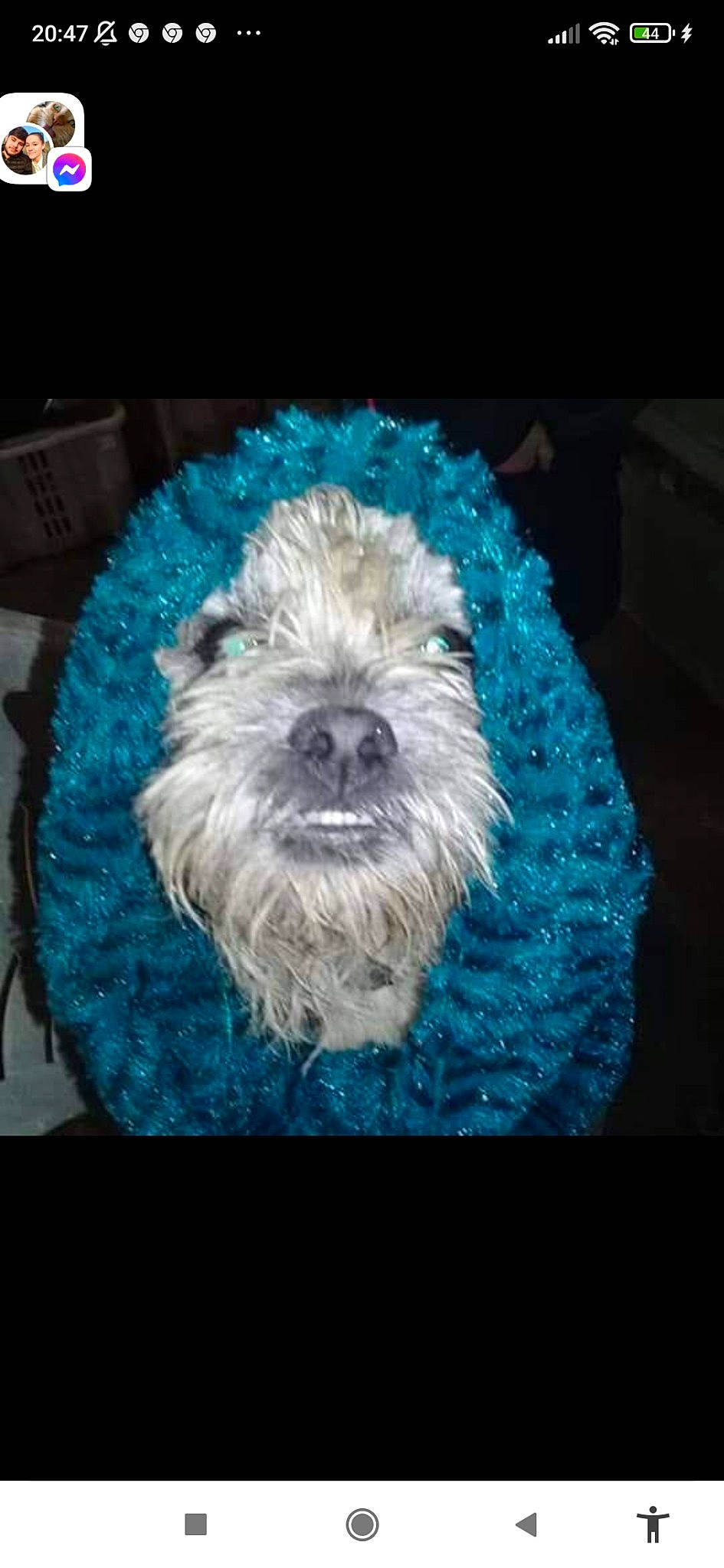 Iwen a rejoint le concours — aidez-le/la à gagner de superbes lots ! canidae, carnivore, companion_dog, dog, dog_breed, dog_supply, electric_blue, fur, maltepoo, non_sporting_group, poodle, puppy, small_terrier, snout, sporting_group, terrier, toy_dog, whiskers