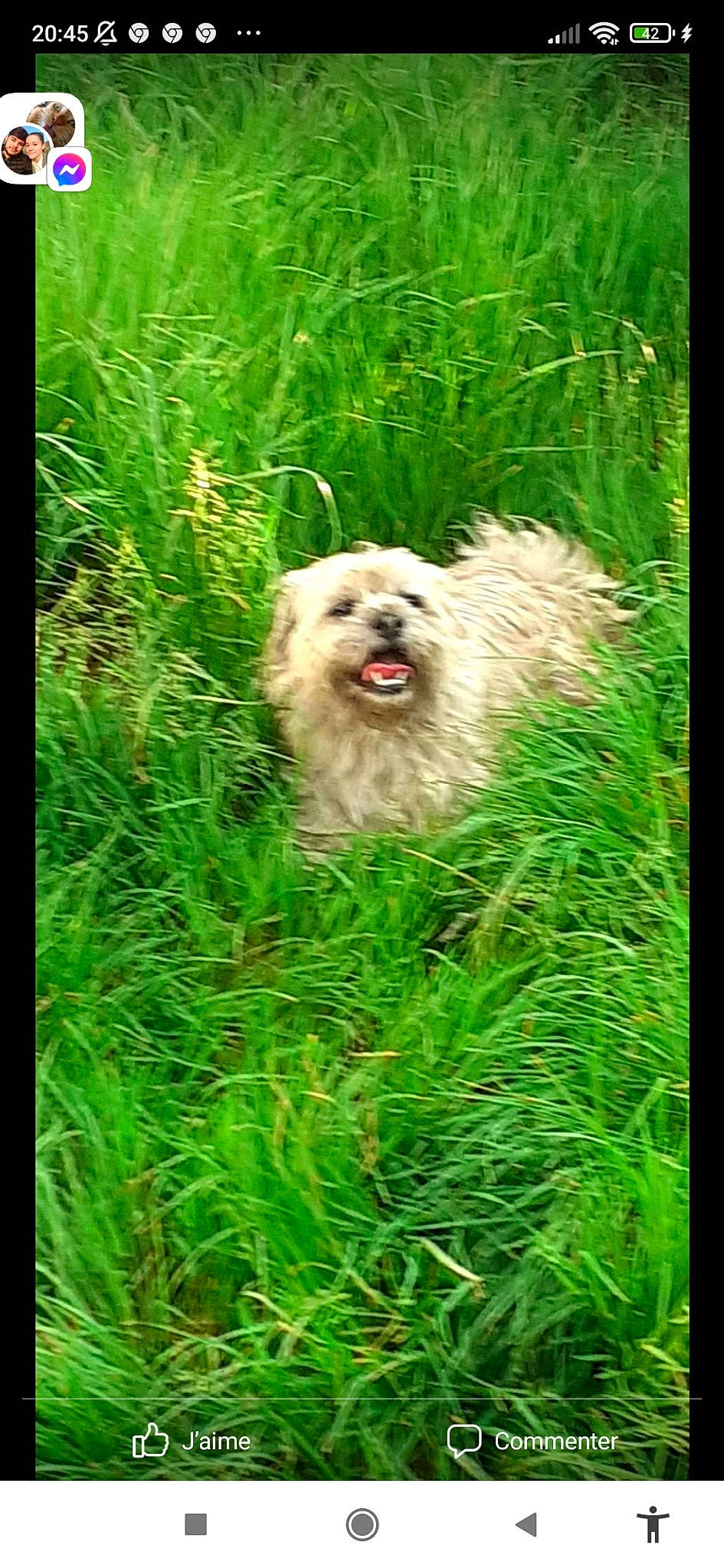 Iwen a rejoint le concours — aidez-le/la à gagner de superbes lots ! canidae, carnivore, companion_dog, dog, dog_breed, fawn, german_spitz, german_spitz_klein, grass, grass_family, grassland, non_sporting_group, plant, rectangle, sporting_group, terrestrial_animal, terrestrial_plant, toy_dog, water_dog, working_animal