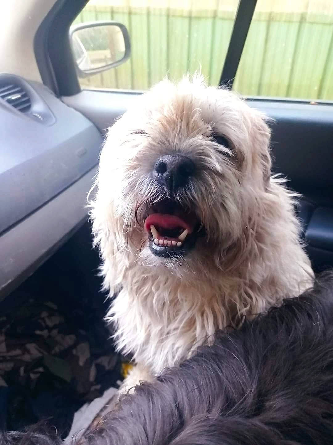 Iwen participe au concours pour gagner de l'argent avec cette photo : car, carnivore, companion_dog, dog, dog_breed, family_car, fur, liver, luxury_vehicle, motor_vehicle, small_terrier, snout, sporting_group, terrier, toy_dog, vehicle, vehicle_door, vertebrate, window, working_animal