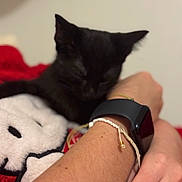 Pablo is registered to the contest to win money with this photo: animal, arm, black_cat, bracelet, close_up, companion, cozy, cute, furry, hand, indoor, kitten, pet, red_blanket, resting, skin, sleeping, smartwatch, soft_texture, white_plush