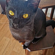 Thanos participe au concours pour gagner de l'argent avec cette photo : cat, black_cat, yellow_eyes, chair, wooden_floor, indoor, pet, feline, curious, sitting, animal, whiskers, ears, tail, looking_up, furniture, domestic_cat, close_up, household, cute